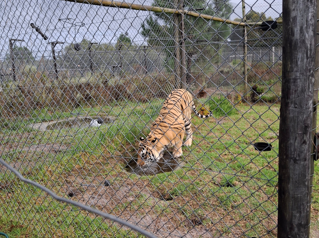 Panthera Africa - Big Cat Sanctuary景点图片