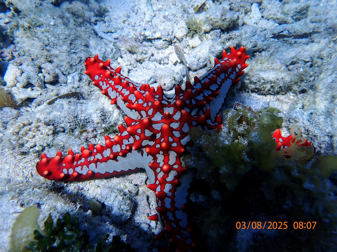 Fun Divers Zanzibar-奔巴岛必去景点