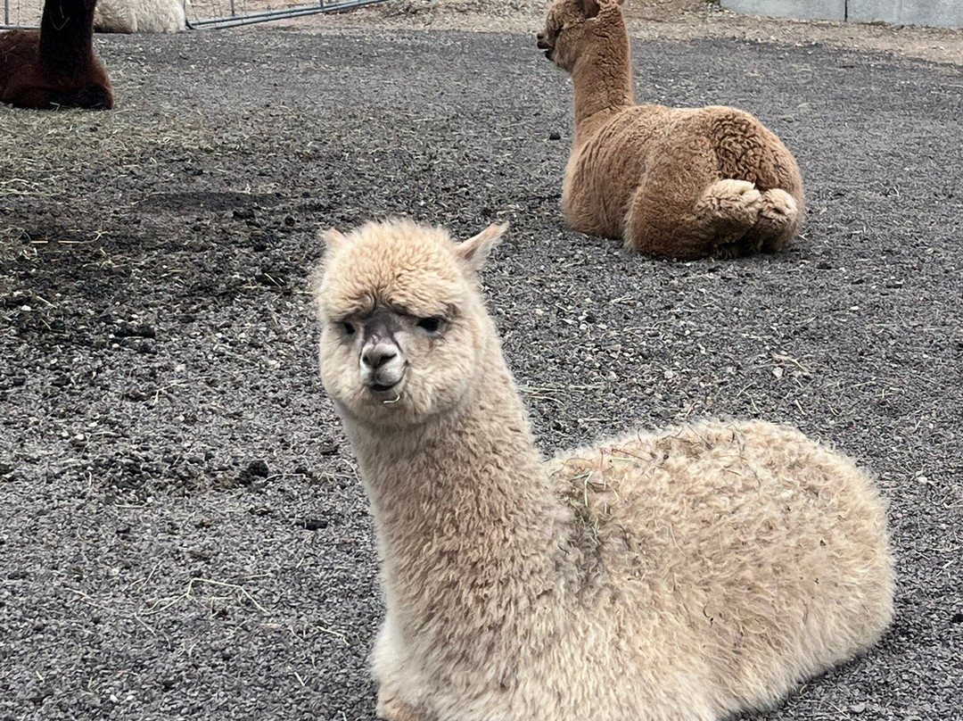 Alpacas Charlevoix-Les Eboulements必去景点