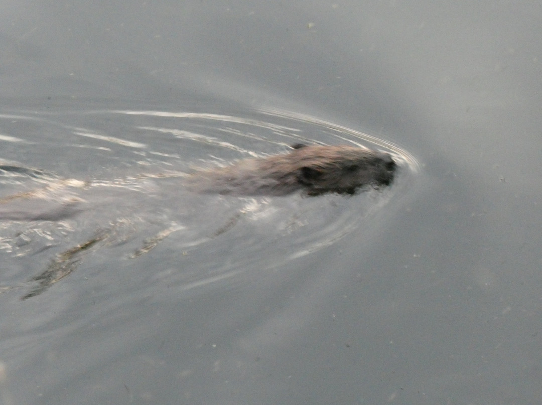 Perthshire Wildlife-Blairgowrie必去景点