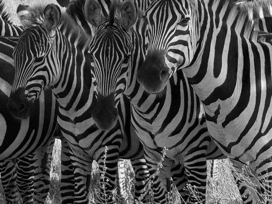 Wapo Africa Safaris Ltd-阿鲁沙必去景点