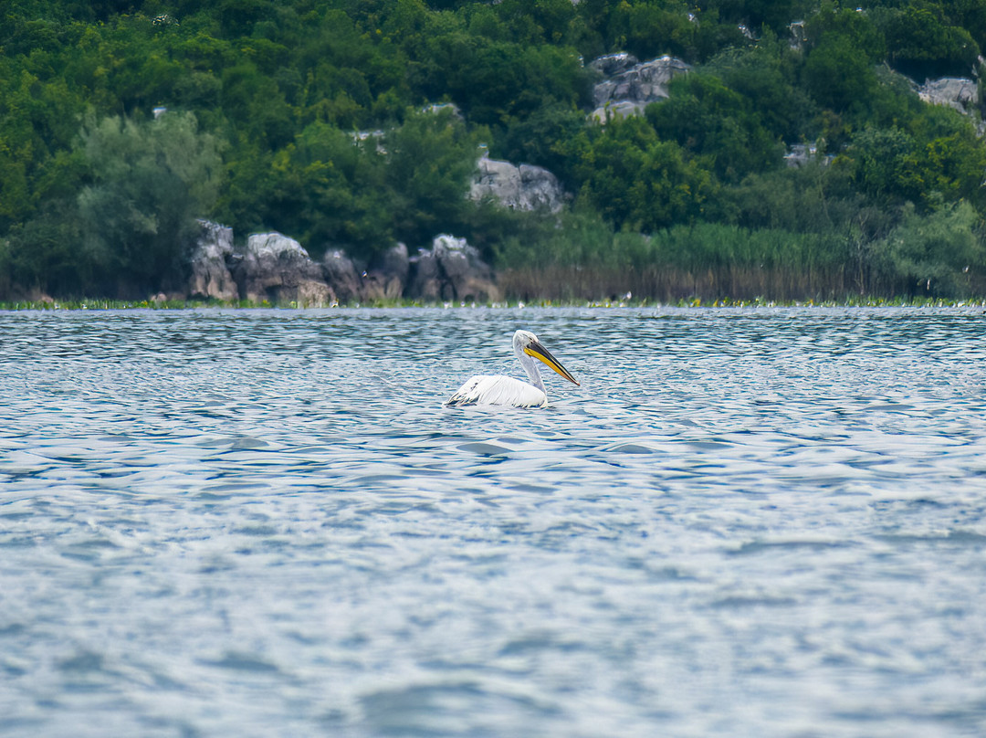 Skadar Lake Boat Tours "Sidro"-Rijeka Crnojevica必去景点