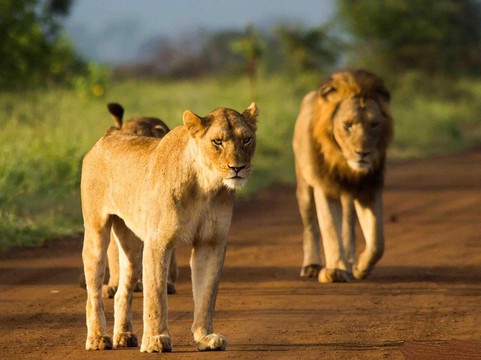 Mthunzi Safaris and Transfers