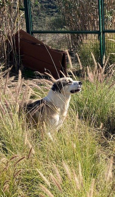 Triple A Marbella Animal Shelter-马贝拉必去景点