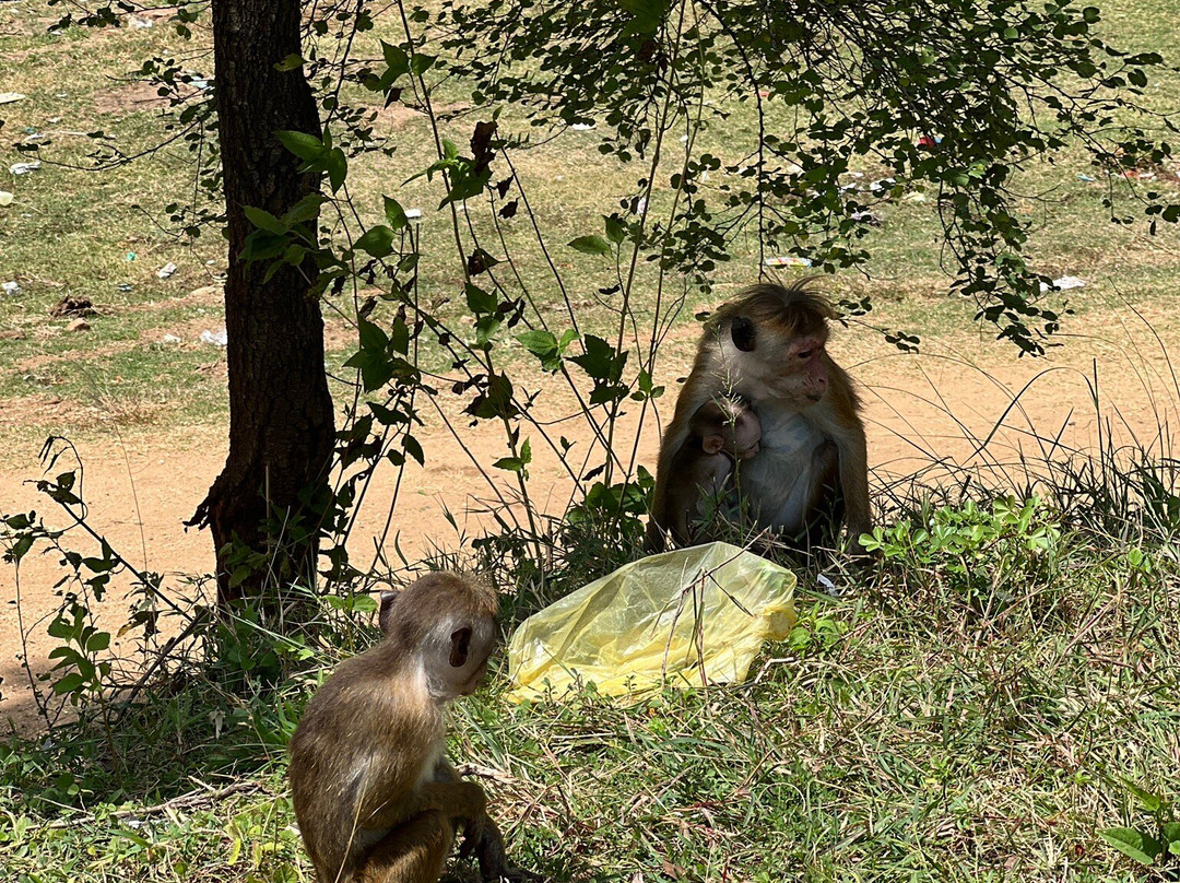 Sayura Travels Sri Lanka-Kinniya必去景点