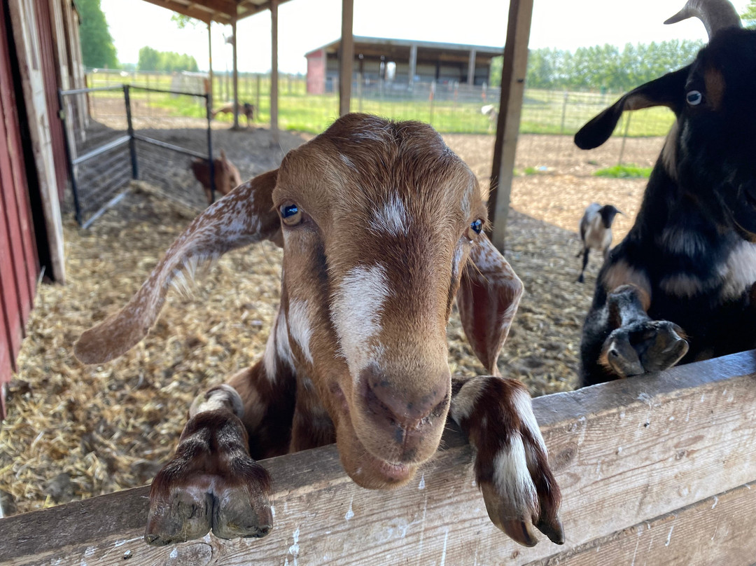 Frog Pond Farm-威尔逊维尔必去景点