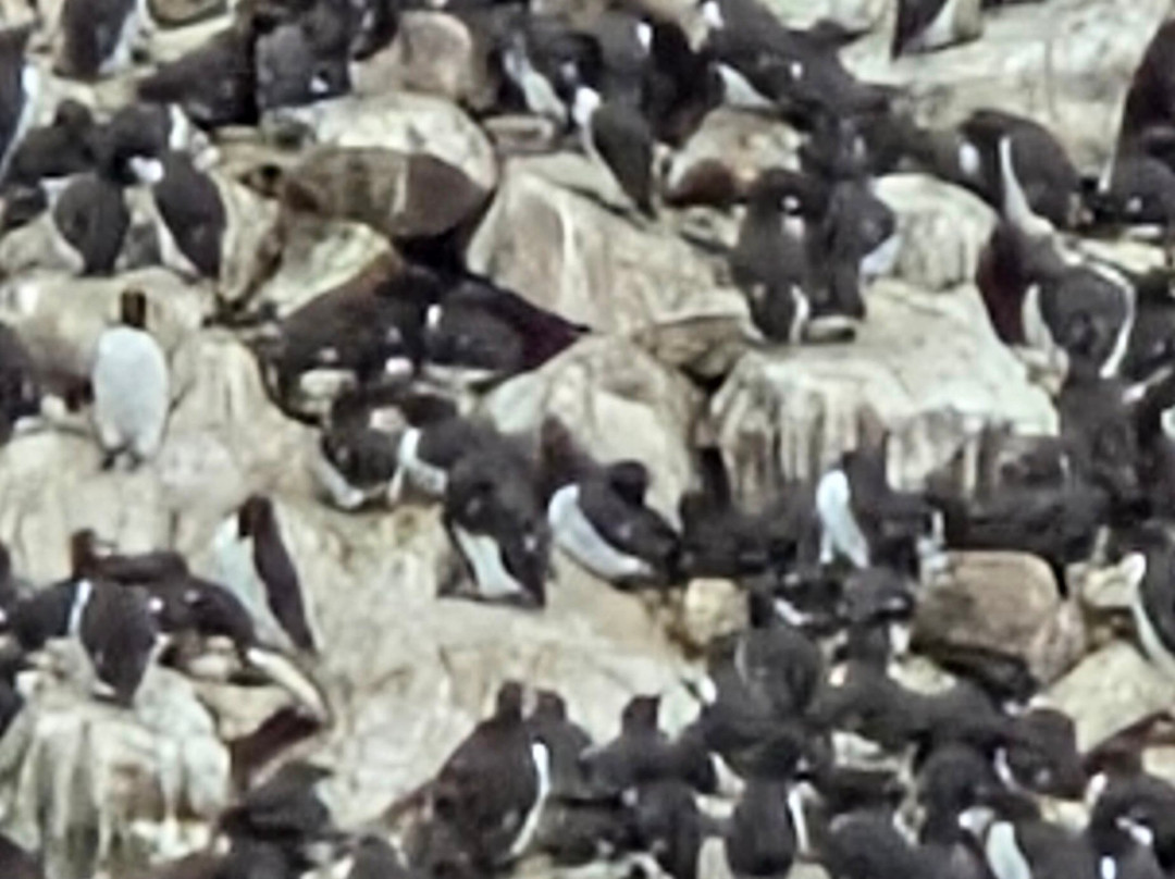 Gatherall's Puffin and Whale Watch-Bay Bulls必去景点