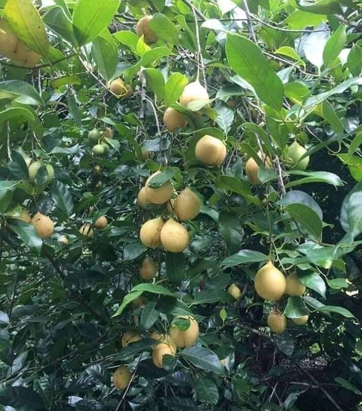 The Hill Kidichi Spice Farm-桑给巴尔岛必去景点