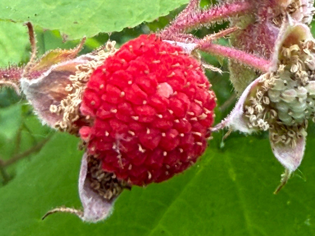 Wahkeena Falls-劳特代尔必去景点