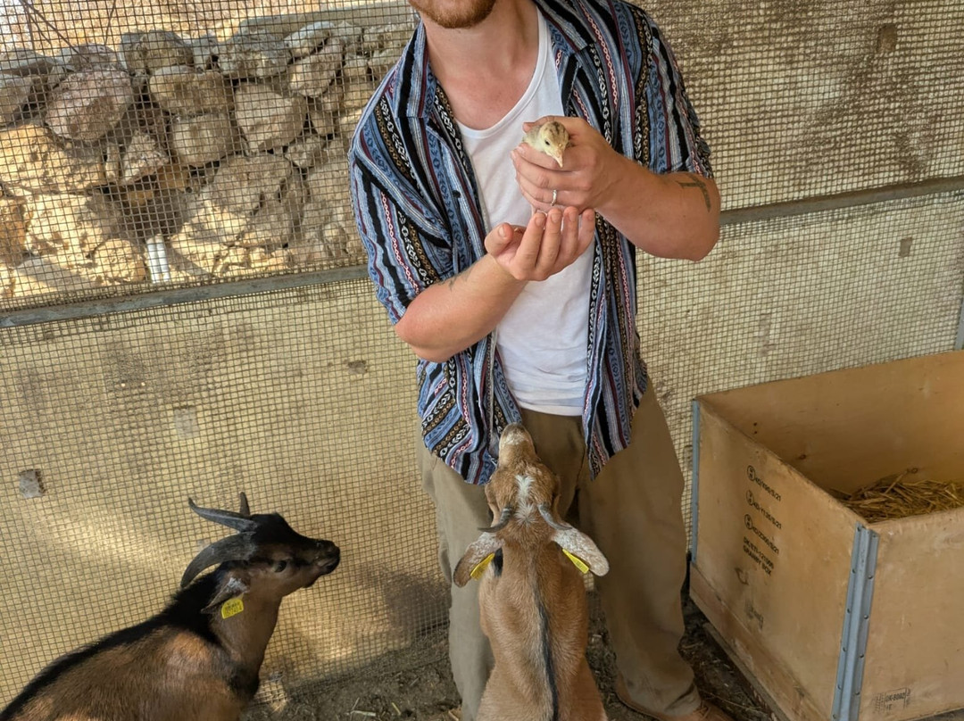 Gozo Alpaca Walks-Xewkija必去景点