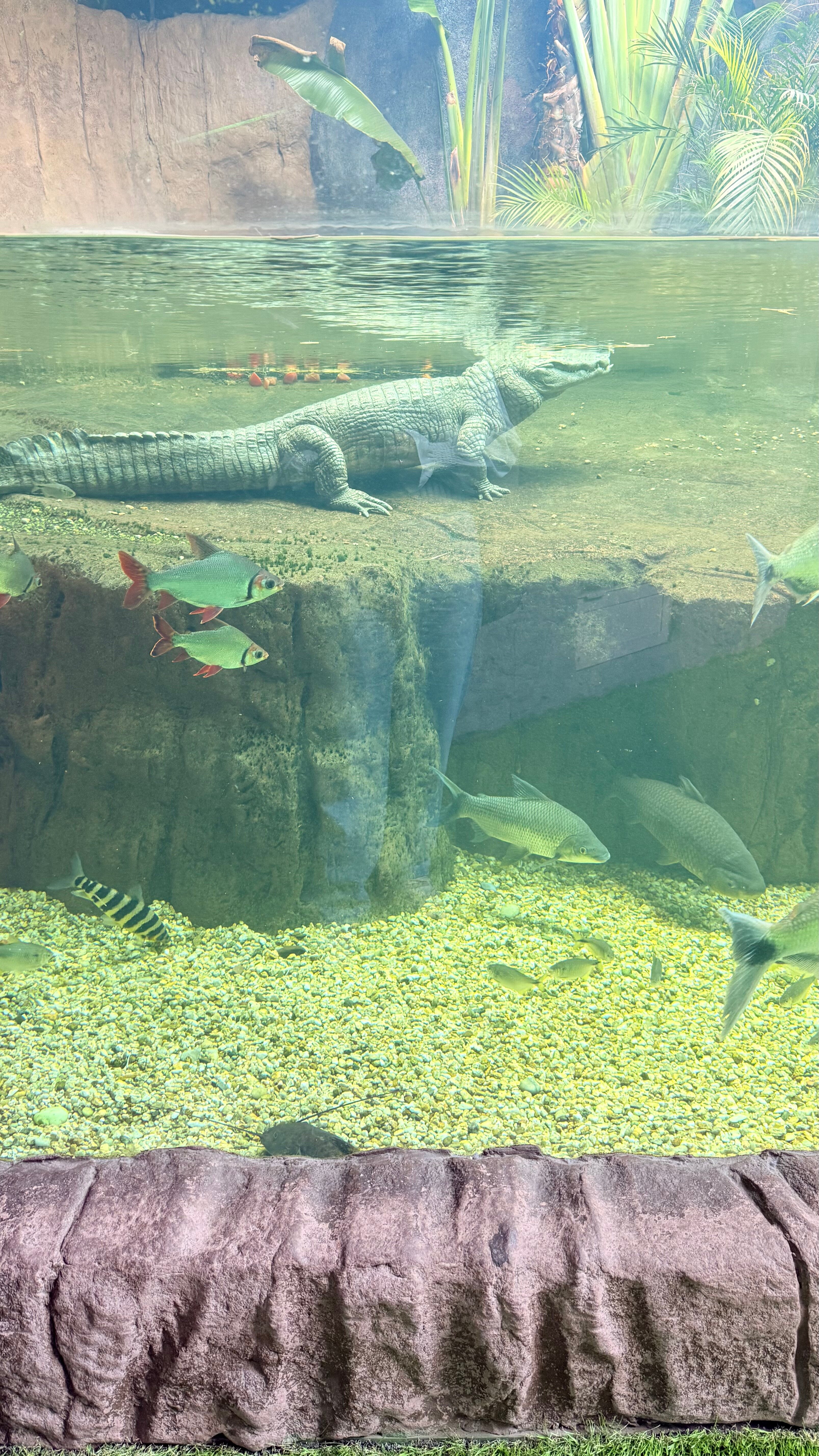 Oceanic Aquarium用户实拍