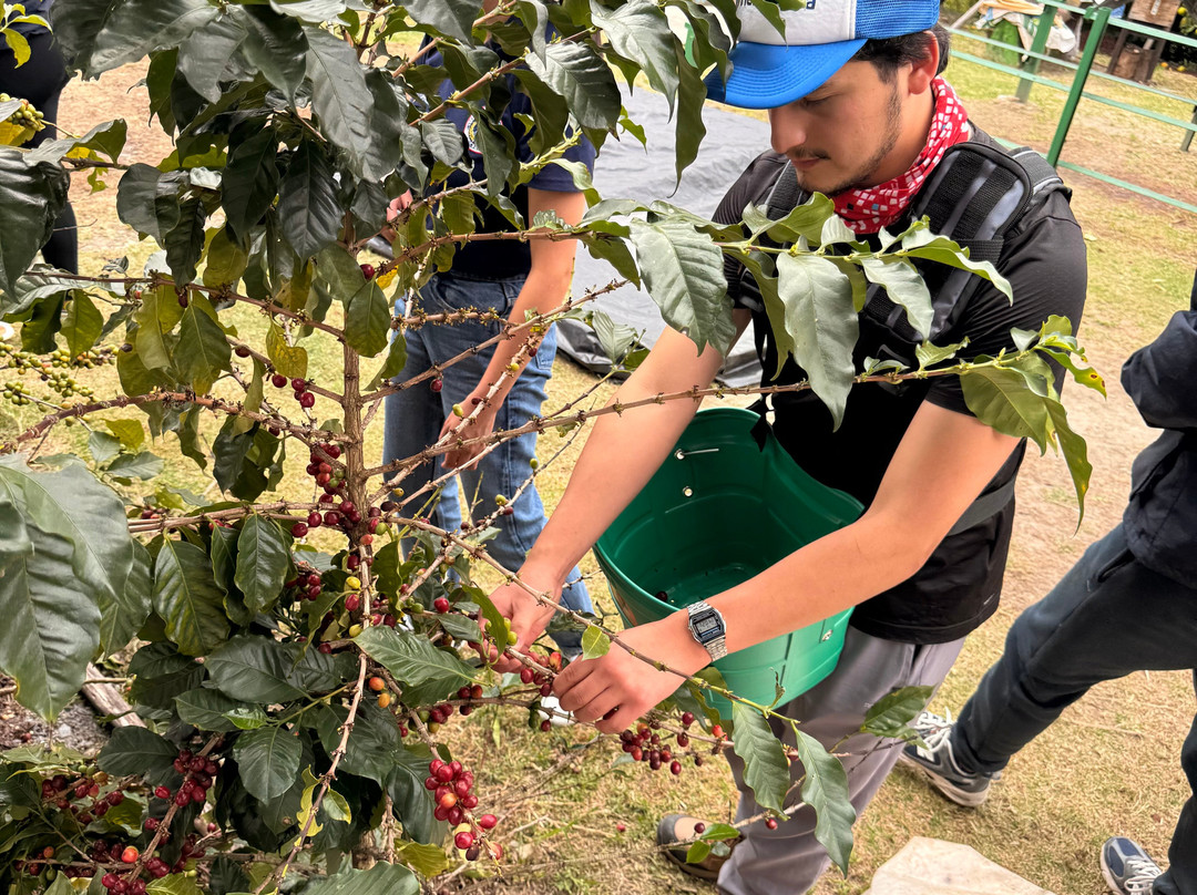 Vilcaroma Coffee-Vilcabamba必去景点