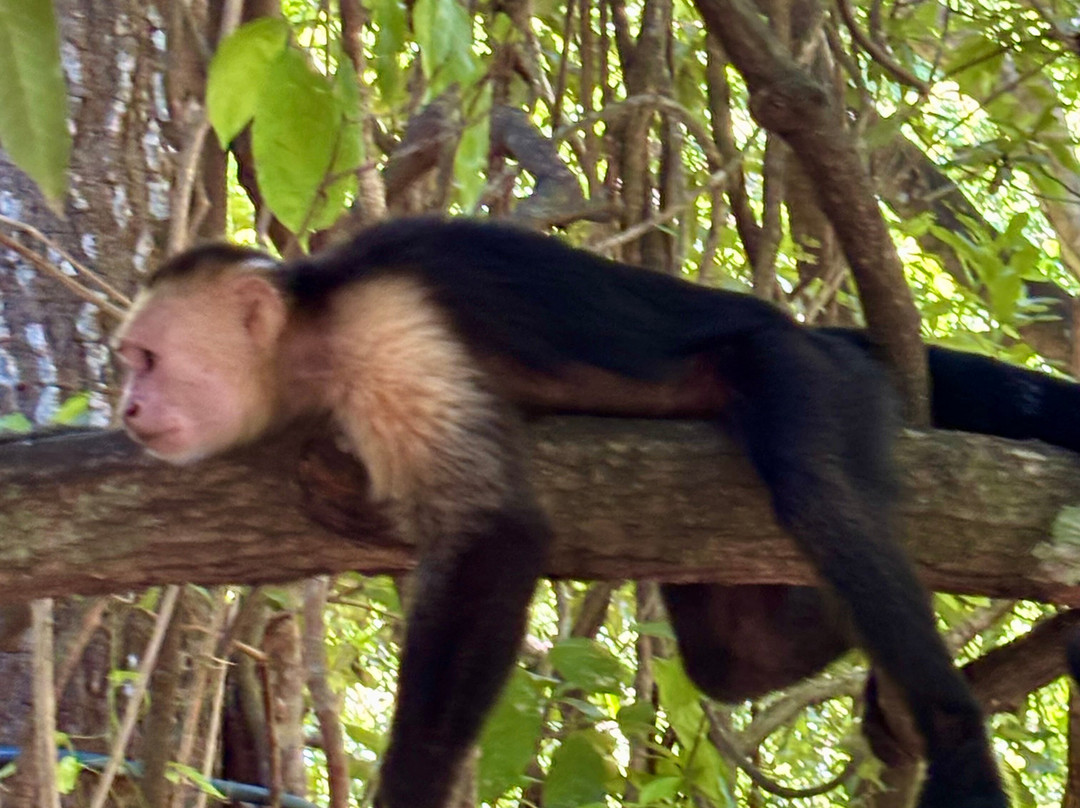 The Congo Trail-Nuevo Colon必去景点