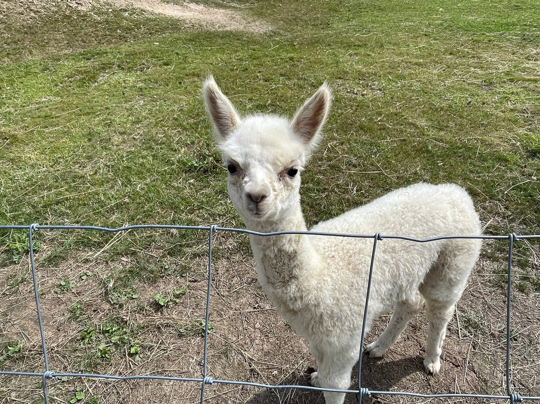 Popham Farm Alpaca Trekking-索尔塔什必去景点