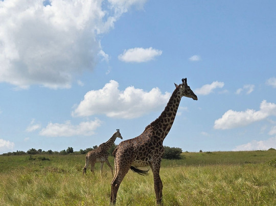 Daniel Korinko Safari-纳罗克必去景点
