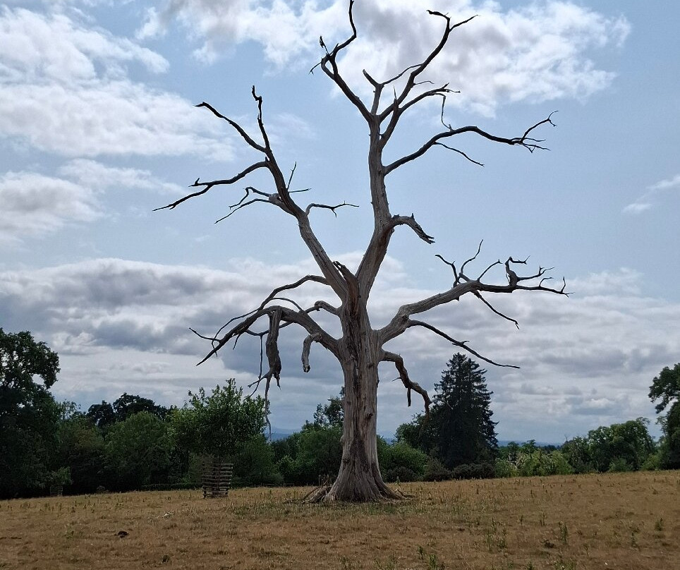 Croft Castle and Parkland-Yarpole必去景点