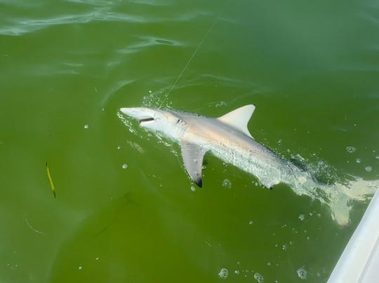 Marine Zone Fishing-塔彭斯普林斯必去景点