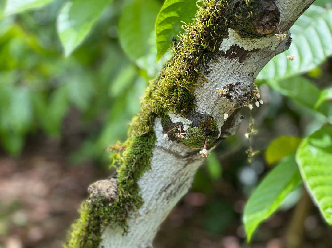 Rancho Raices De Puerto Jimenez-希门尼斯港必去景点