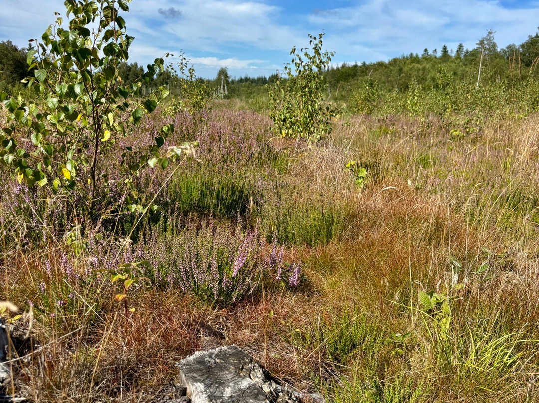 Hals Mose-Hals必去景点