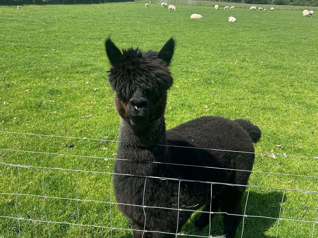 Bellevue Farm Tours-Blackwaterfoot必去景点