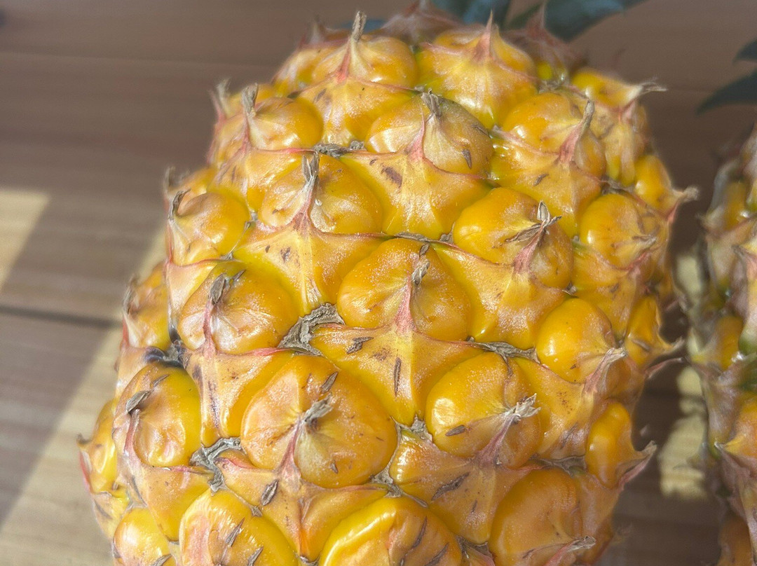 Plantação de Ananás dos Açores-蓬塔德尔加达必去景点