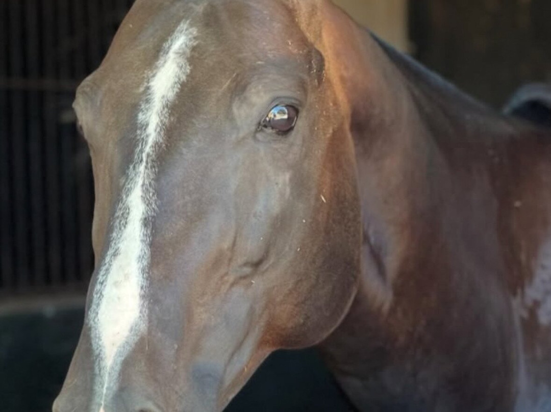 Palo Alto Polo Club-General Rodriguez必去景点