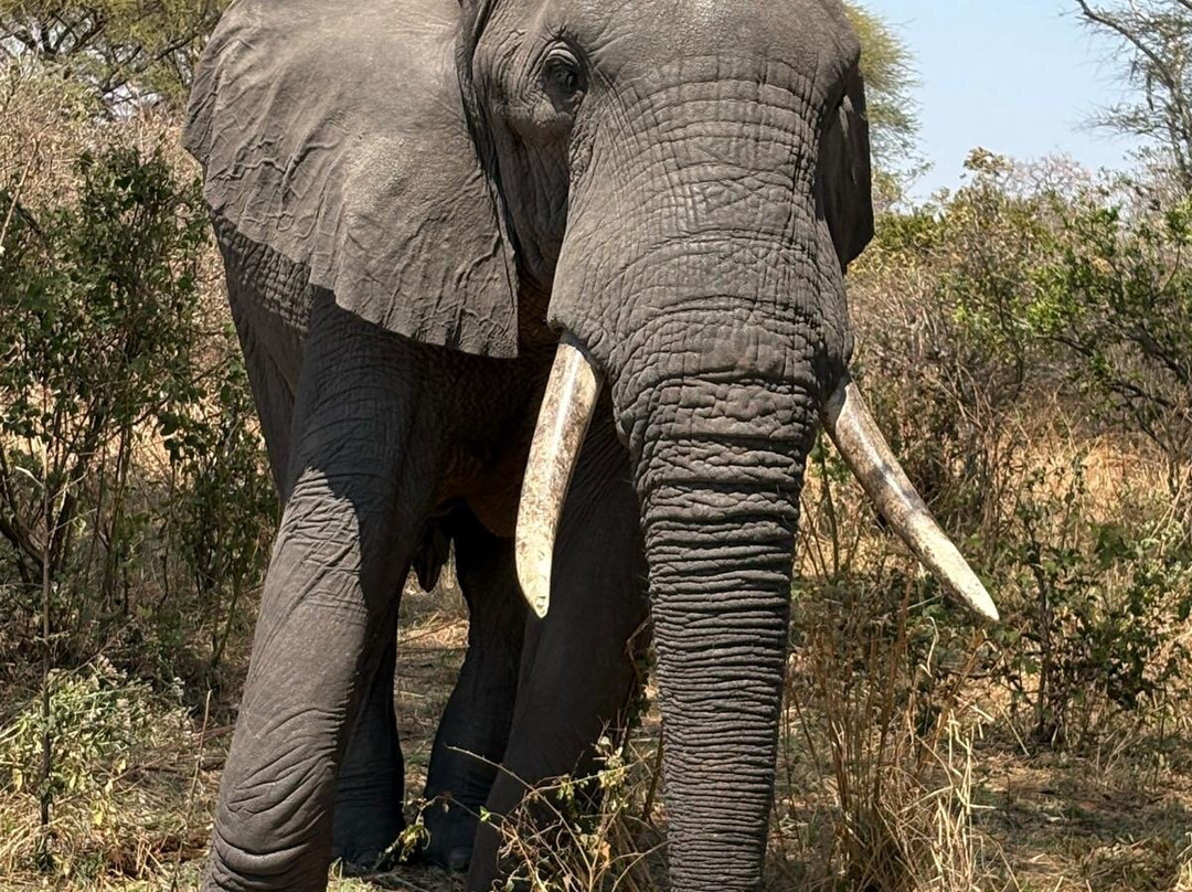 Cruize Wild Safaris-Iringa必去景点