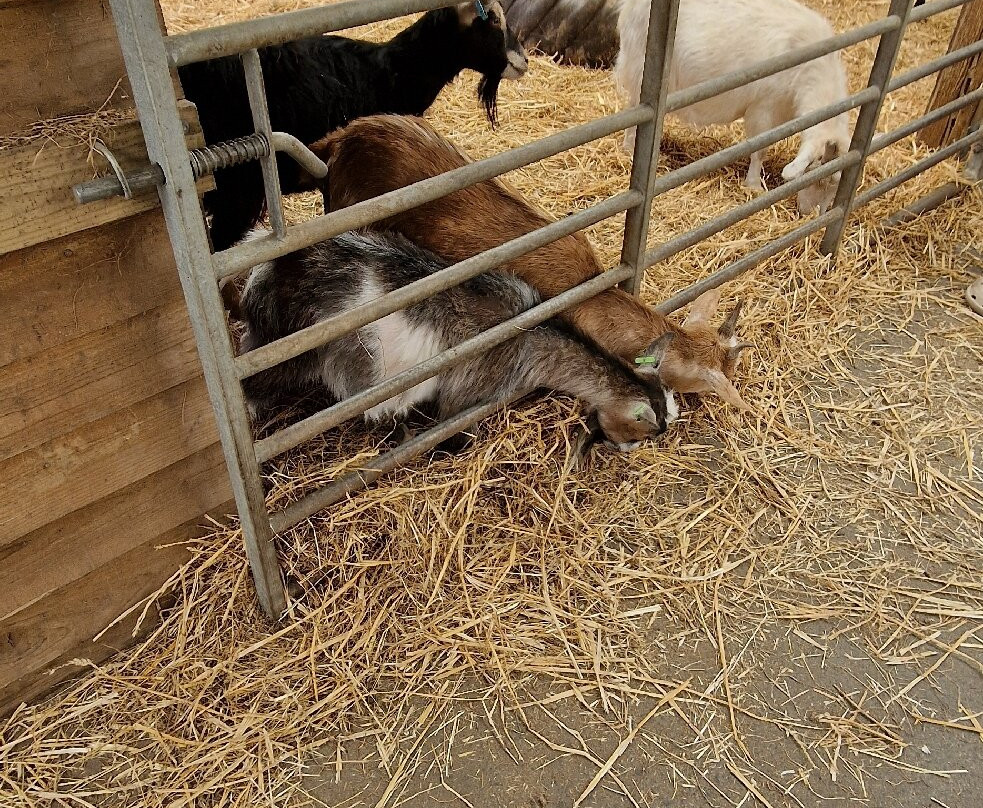 Willhome Farm Barn-Camrose必去景点