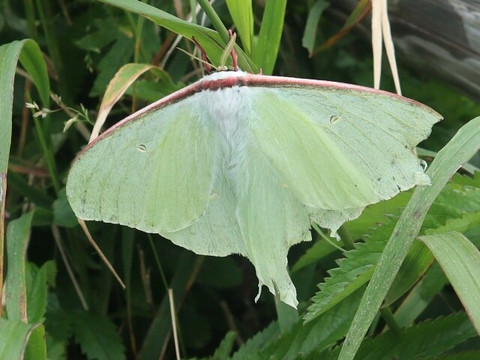 Momoiwa Observation Deck-礼文町必去景点