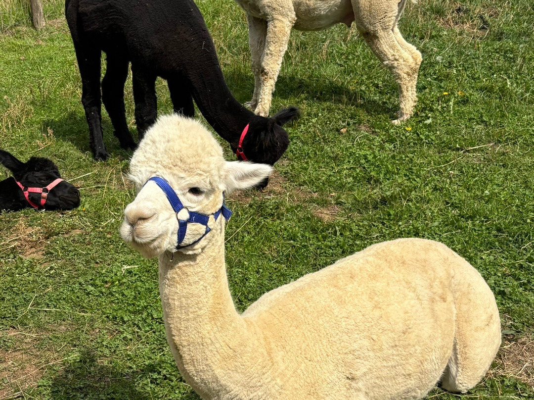 Beacon Alpacas-Husthwaite必去景点