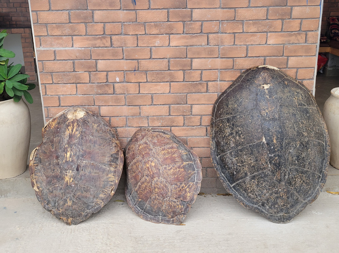 Nungwi Mnarani Aquarium-孥归必去景点