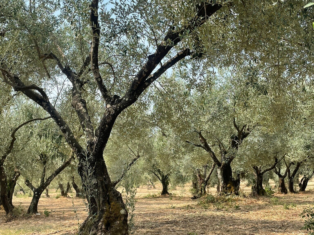 Dr. Kavvadia's Organic Farm-Tzavros必去景点
