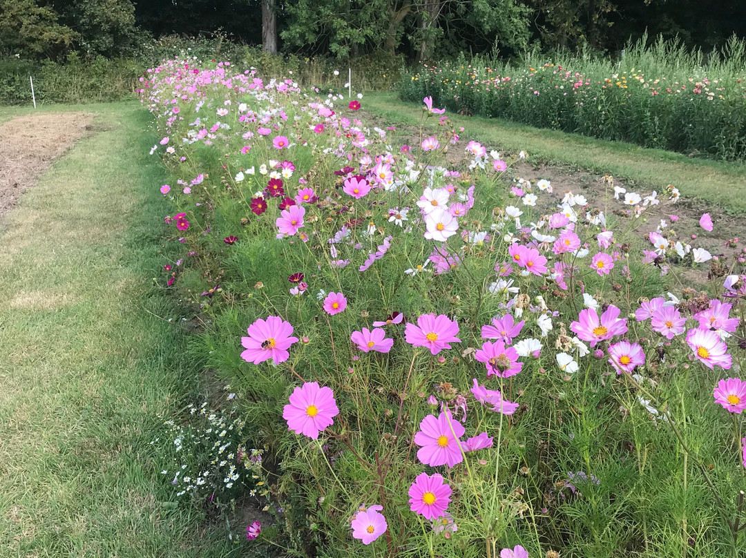 Pick Your Own Buxlow Blooms-Knodishall Green必去景点