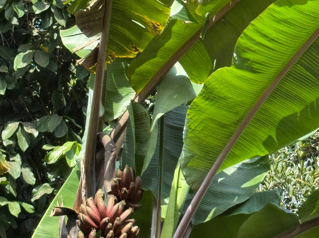 Jambo Spice Farm-桑给巴尔市必去景点