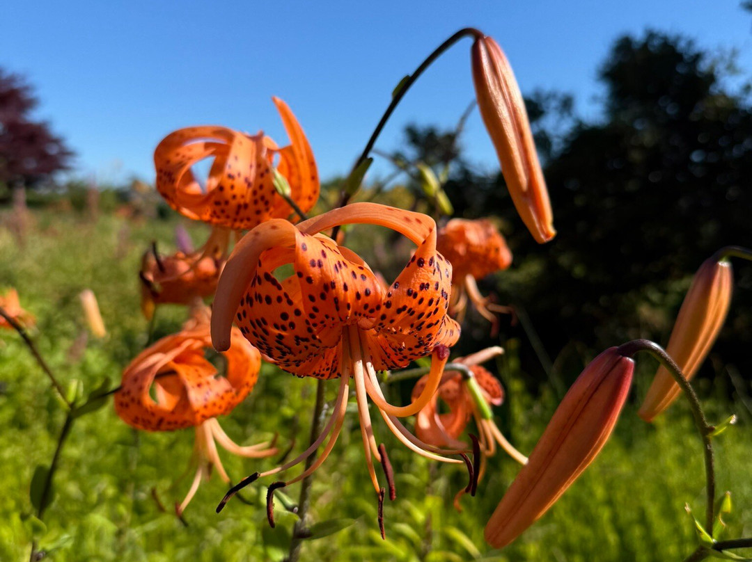 Kingsbrae Garden-Saint Andrews必去景点