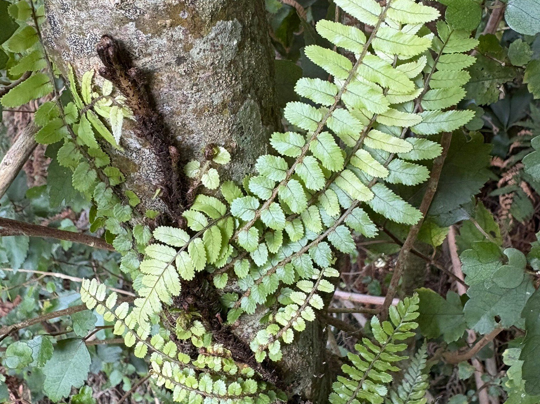 Hukutaia Domain-Opotiki必去景点