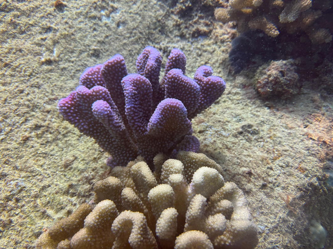 Kauai Scuba Adventures-阿那荷拉必去景点