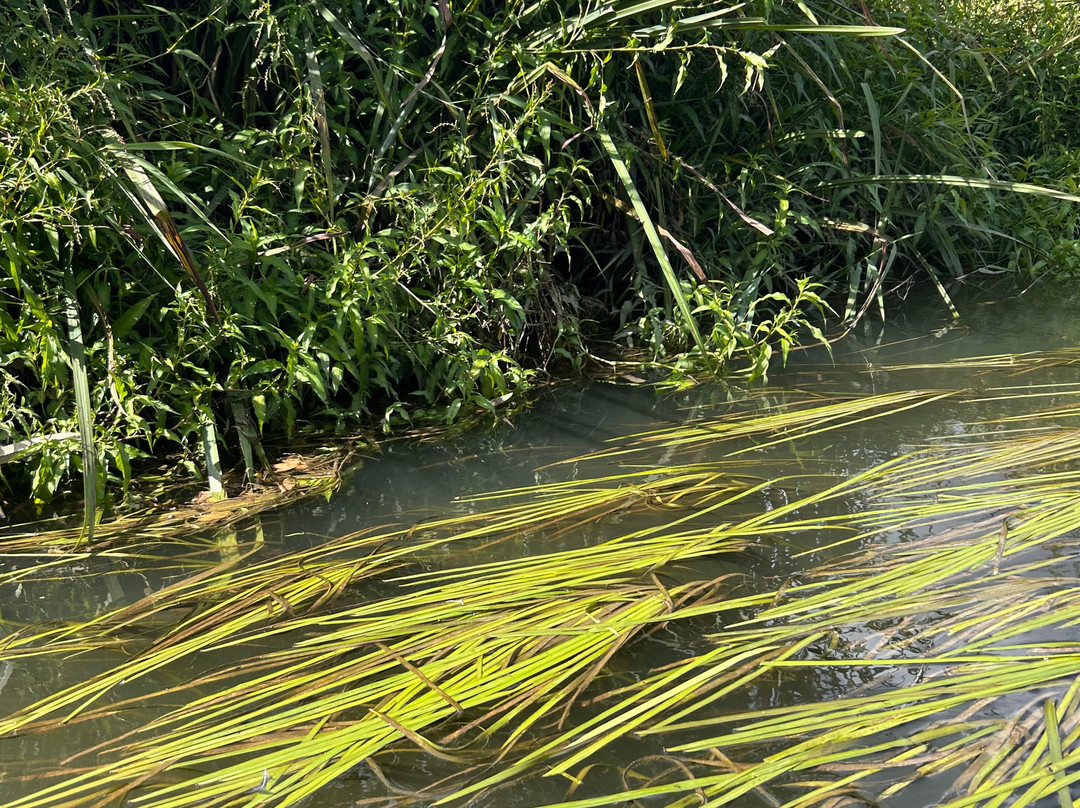 Pulborough Paddles-Pulborough必去景点