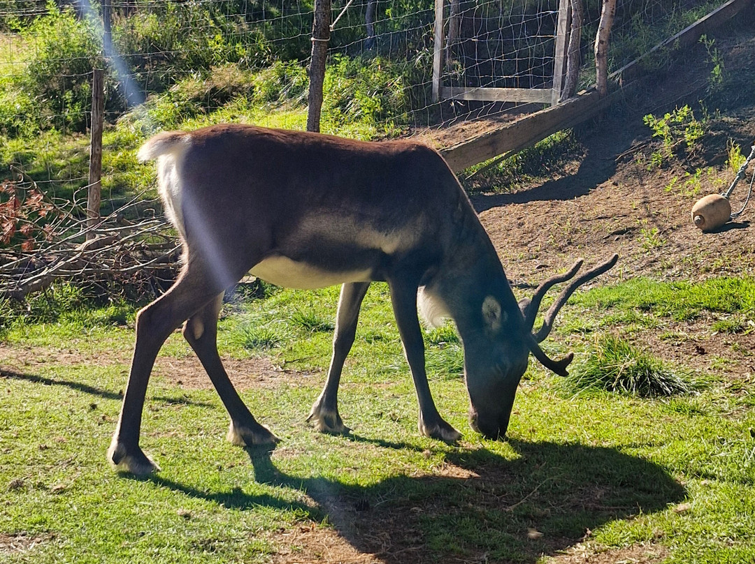 Reindeer Park / Hreindýragarðurinn-Fellabaer必去景点