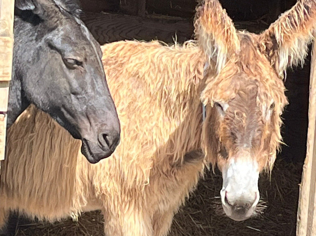 The Donkey Sanctuary-西德茅斯必去景点