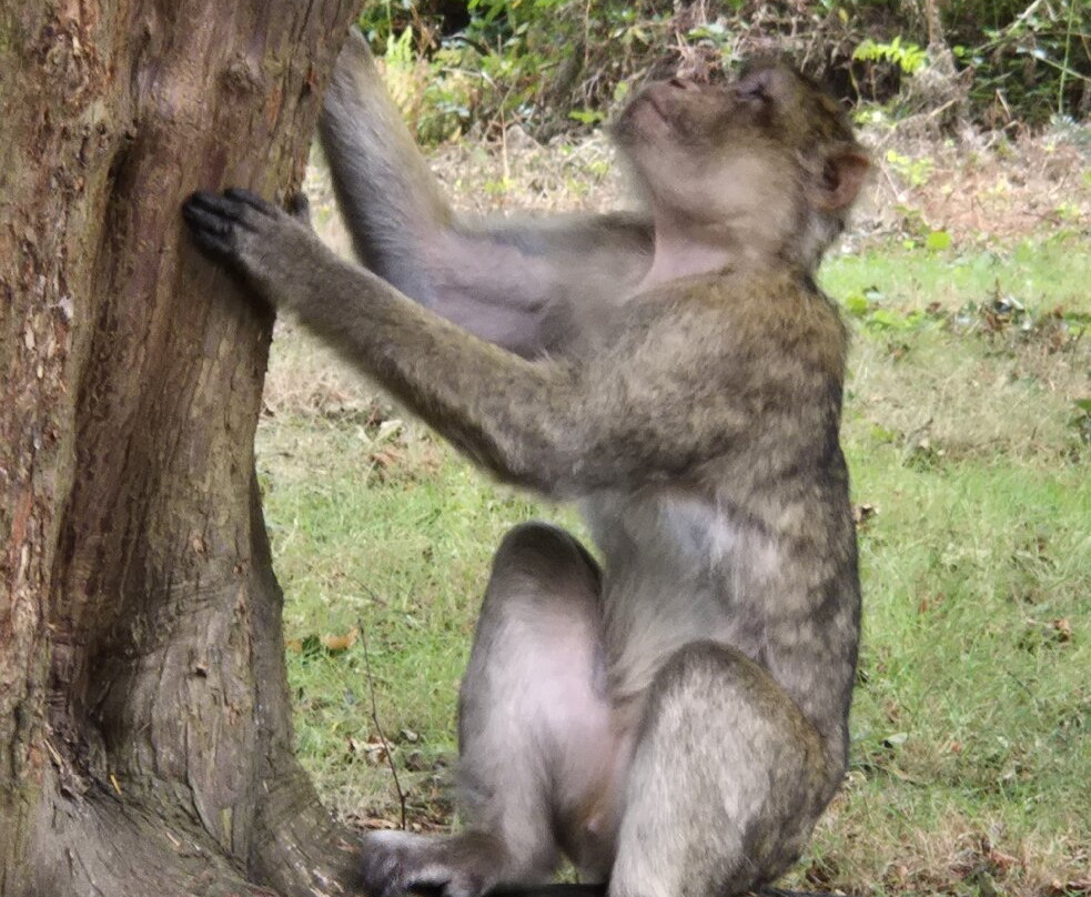 Trentham Monkey Forest-特伦特河畔斯托克必去景点