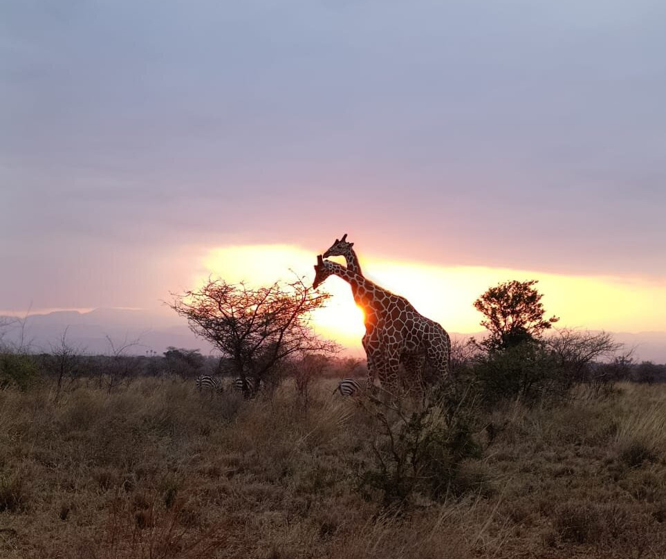 Nature Insight Safaris-内罗毕必去景点