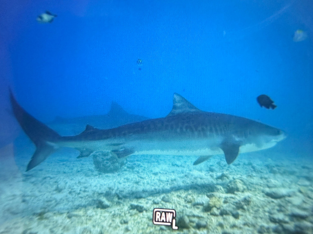 Pelagic Divers Fuvahmulah-Fuvahmulah必去景点
