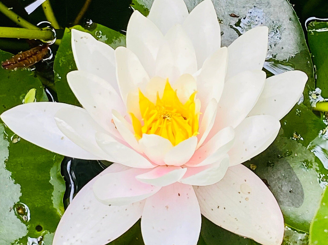 Orto e Museo Botanico di Pisa-比萨必去景点
