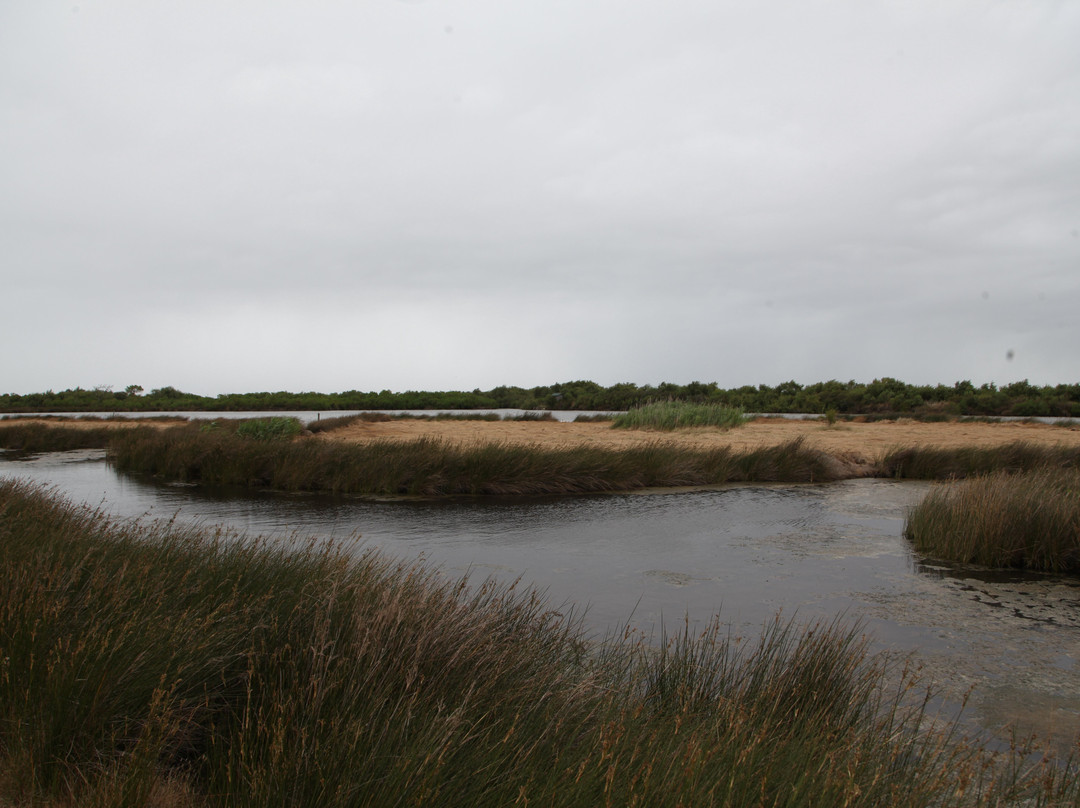 Réserve Ornithologique Du Teich-Le Teich必去景点
