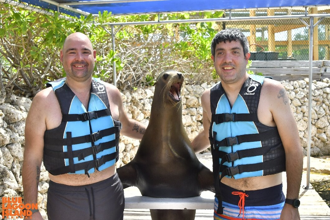Sea Lion Encounter at Blue Lagoon-拿骚必去景点