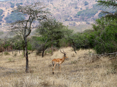 Africa 4 Corner Safari-吉佳利必去景点