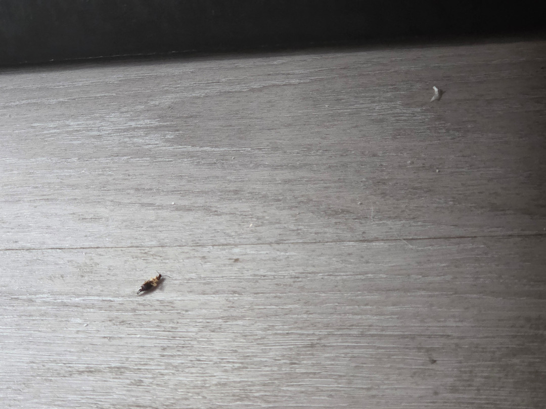 Tru by Hilton Staunton主图