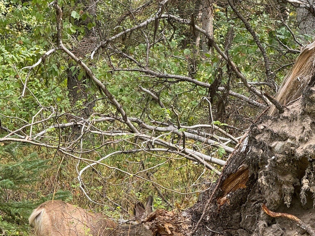 Ponderosa State Park-McCall必去景点