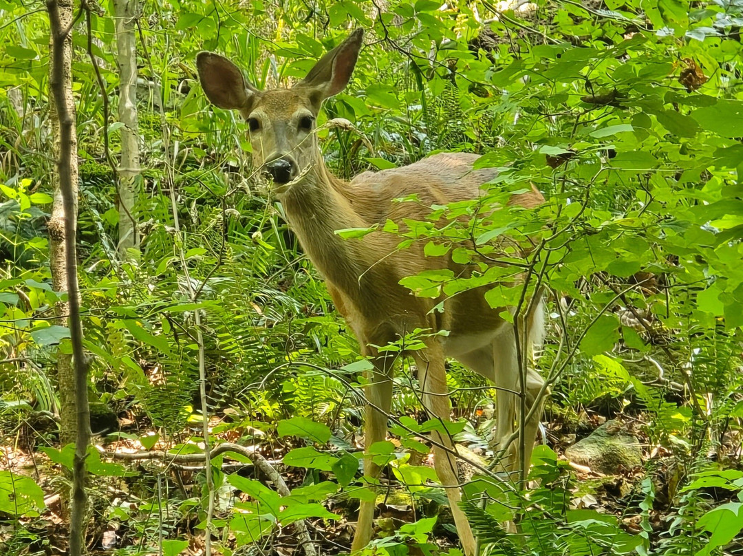 Domes And Dripstones Tour-Mammoth Cave必去景点